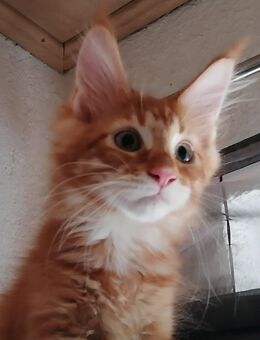 2 reinrassige typvolle Cooni Kater o. P. - Petershagen