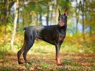 Dobermann Welpe - Hamburg Harburg