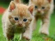 Suche Katzenbaby / jung Katze - Rendsburg