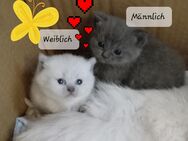 Reinrassige BKH Kitten - Brakel