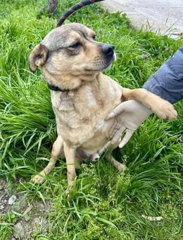 Kleiner sehr sozialer lieber ANDY 🐾🐾♥️ - München