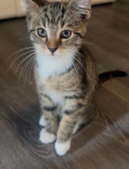 Maine Coon Mix Kitten - Hamburg Hamburg-Nord