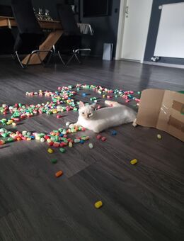 Ganz lieber Red Point BKH Kitten Kater 5 Monate alt - Oberhausen