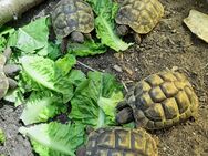 Griechische Landschildkröten - Lorsch (Karolingerstadt)