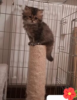 BKH, BLH Kitten, Kätzchen, Katze - Esslingen (Neckar)