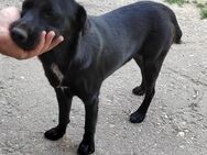 🩵Titi 🩵1-jähriger Labradormix Rüde - Kassel