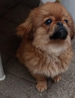 Pekinese Welpen - Aschersleben