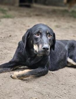 Henna - Sanfte Hündin sucht Zuhause - Berlin