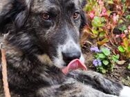 ❣️Maia sucht Gnadenplatz❣️ - Eislingen (Fils)