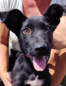 Hundewelpe CHUCK 2 - Gefrees
