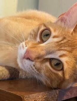 Cloe und Zape suchen gemeinsam ❤️ - Saarbrücken