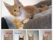 Traumhafte und Typvolle Maine Coon Kitten mit Stammbaum - Lampertheim