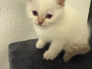 BKH KITTE WEIS - Bremen