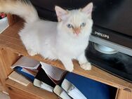 Wunderschöner Blue Point Kater - Niddatal