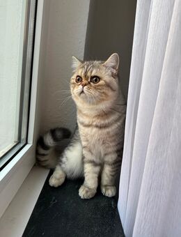 2 Britisch-Kurzhaar Brüder suchen gemeinsam ein Zuhause 🐾 - Duisburg