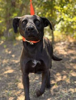 Flexi liebe Hündin wartet auf ihr Glück - Berlin