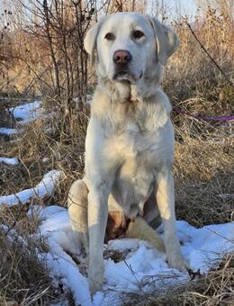 AURA - Hündin der Extraklasse - Sulzbach-Laufen