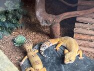 3 Leopardgeckos zu verkaufen - Harsum
