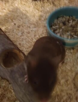 Goldhamster - Neuss
