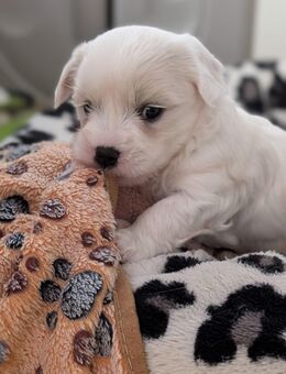 Morkie Welpe 1 Rüde - Bechhofen (Bayern)