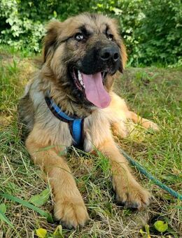 Frohnatur Vitus wartet auf... - Obertshausen