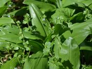 Kulinarisch den Wildkräuterfrühling entdecken - Andechs