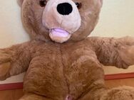 Teddy / Teddybär zum lieb haben - Balingen