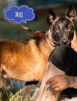 Max ein unglücklicher Schatz - Flörsheim-Dalsheim