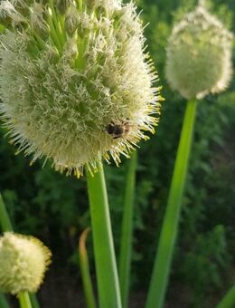 Winterheckenzwiebel (Allium fistulosum) - Horgenzell