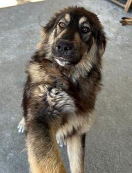 Aramis 💗liebevoll aufgeweckter Jungrüde - Hamburg