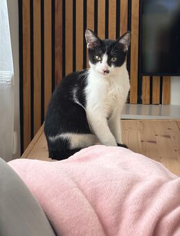 Kater zu Verkaufen - Hückelhoven