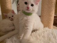 Weiße Maine Coon Mix Kitten - Freilassing