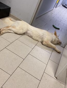 Mein Name ist tinka - München