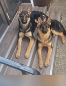 Deutscher Schäferhund in 66111