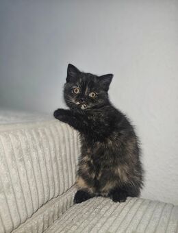 BKH katze ( weiblich ) - Gelsenkirchen Schalke-Nord