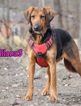 Milana3 ausgeglichene Schönheit 01/22 - Ruppertsecken