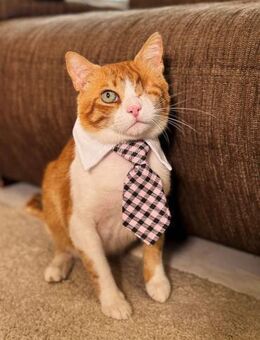 Mandarin - liebt das TV-Programm - Kirchheim (München)