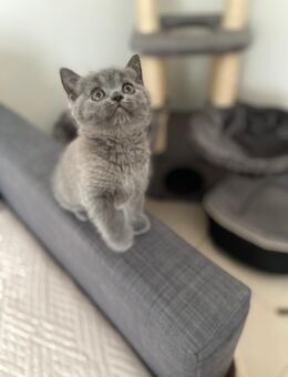 Bkh Kitten - Inden