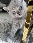 Britisch Kurzhaar Kitten Reinrassig in 80687