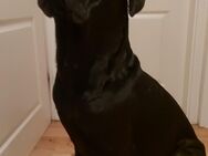 Cane corso - Kevelaer