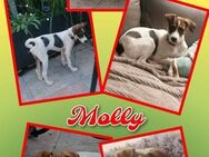 Molly- auf PS in 91286 Obertrubach - Nürnberg