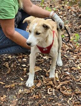 Sanftes Welpenmädchen LUNA sucht ♥️ - München
