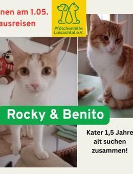 Werde Pflegestelle für Katzen in NOT - Benediktbeuern