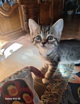 Junge Kater - Werne
