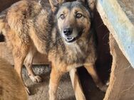 EMMI sucht erfahrene Hundemenschen - Neuberg