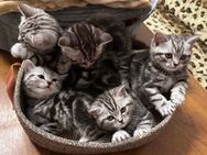 Reinrassige BKH Silver tabby Kitten 5 Jungs - Dortmund Scharnhorst
