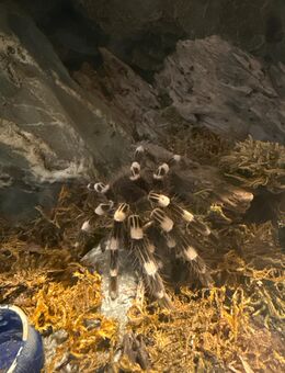 Vogelspinnen abzugeben. Hobby Auflösung. - Kempen