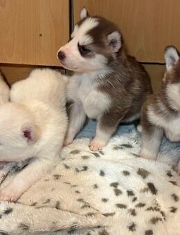 Siberian Husky Welpen - Winterbach (Rheinland-Pfalz)