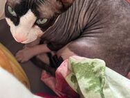 Sphynx Katze und Kater - Hagen (Stadt der FernUniversität)