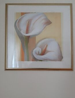 Calla Blume Bild - Neu Ulm